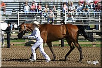 4H-Distr-2003-246.jpg
