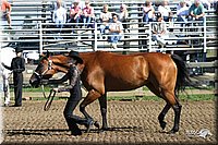 4H-Distr-2003-249.jpg