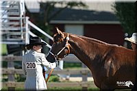 4H-3rd-Show-2004-0314.jpg