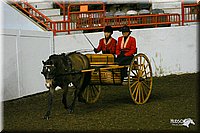 4H-State-Show-2004-0247.jpg