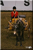 4H-State-Show-2004-0266.jpg