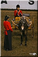 4H-State-Show-2004-0269.jpg