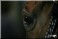 4H-1st-Show-2005-0353.jpg