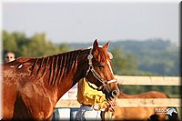 4H-2nd-Show-2005-0065.jpg