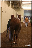 4H-State-Show-2005-0019.jpg