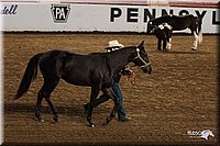 4H-State-Show-2005-0801.jpg