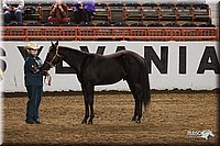 4H-State-Show-2005-0806.jpg