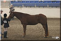 4H-State-Show-2005-0627.jpg