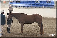 4H-State-Show-2005-0630.jpg