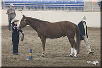 4H-State-Show-2005-0673.jpg
