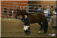 4H-State-Show-2005-1164.jpg