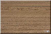 4H-1st-Show-2006-0414.jpg