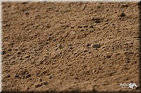 4H-1st-Show-2006-0615.jpg