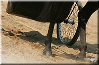 4H-Dist-06-_0727.jpg