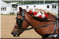 4H-Dist-06-_0751.jpg