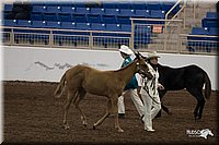 4H-State-06_120.jpg