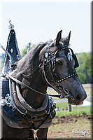 4H-Fun-Show-2007-0154.jpg