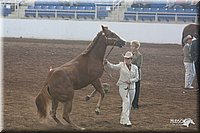 4H-States-07-0528.jpg