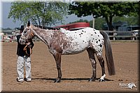 4H-1stSh-08_0101.jpg