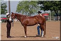4H-1stSh-08_0103.jpg