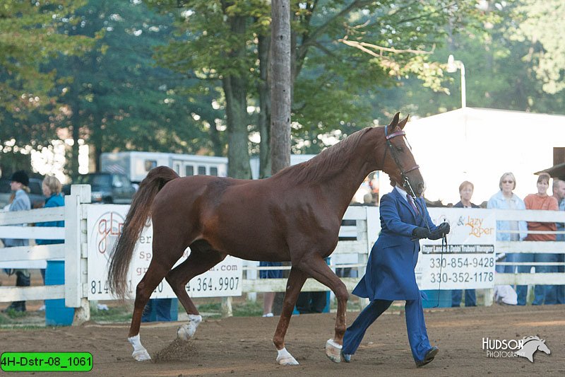 4H-Dstr-08_1061.jpg
