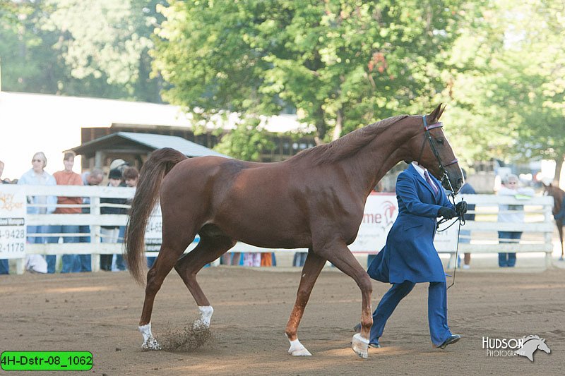 4H-Dstr-08_1062.jpg