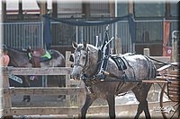 LC-4H-Fair-08_172.jpg