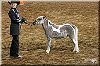 4H-States-08_327.jpg