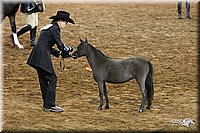 4H-States-08_346.jpg