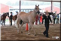 4H-1st-09_0452.jpg
