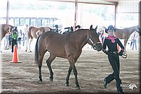 4H-1st-09_0511.jpg