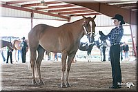 4H-1st-09_0516.jpg