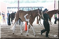 4H-1st-09_0525.jpg