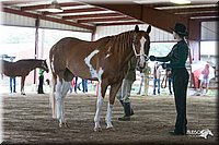 4H-1st-09_0528.jpg
