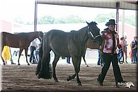 4H-1st-09_0553.jpg