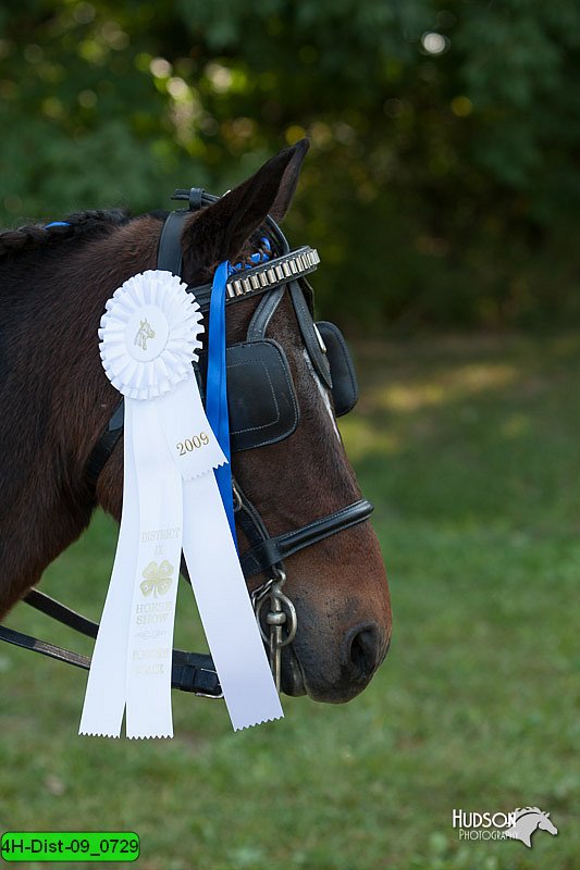 4H-Dist-09_0729.jpg
