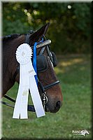 4H-Dist-09_0729.jpg
