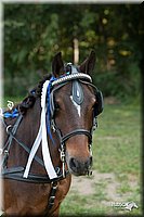 4H-Dist-09_0730.jpg