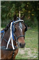 4H-Dist-09_0731.jpg
