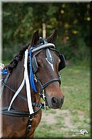 4H-Dist-09_0732.jpg