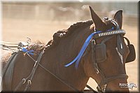 4H-Dist-09_0667.jpg