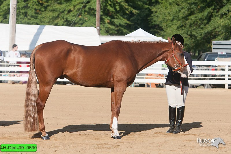 4H-Dist-09_0590.jpg