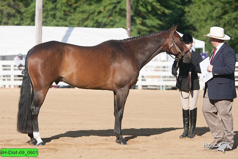 4H-Dist-09_0601.jpg