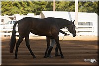4H-Dist-09_0530.jpg