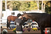 4H-Dist-09_0540.jpg