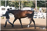 4H-Dist-09_0608.jpg