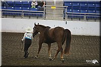 4H-State-Show-09_349.jpg