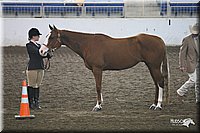 4H-State-Show-09_389.jpg