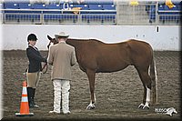 4H-State-Show-09_391.jpg