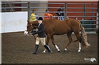 4H-State-Show-09_396.jpg